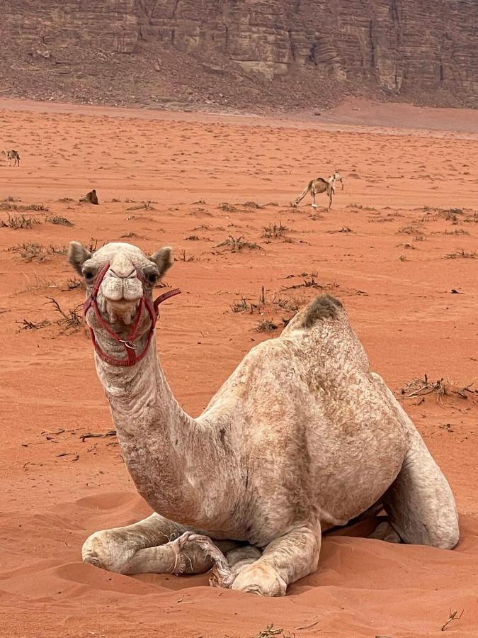 Wadi Rum Trip Extérieur photo
